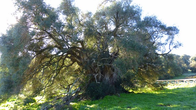 Ältester Baum Europas