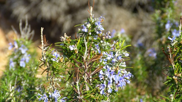 Blüte Rosmarin