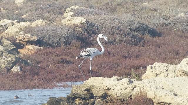 Flamingos Mari Ermi Lagunen