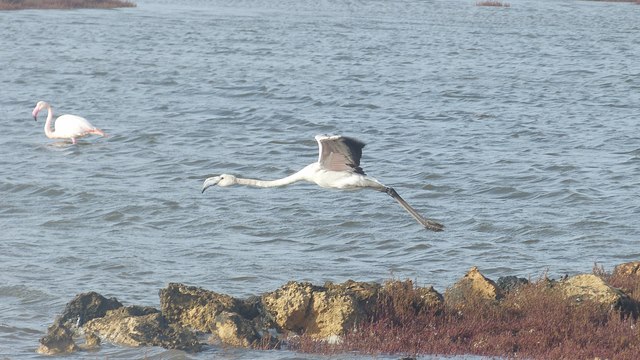 Flamingos Mari Ermi Lagunen