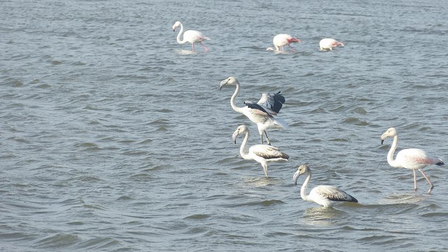 Flamingos Mari Ermi Lagunen