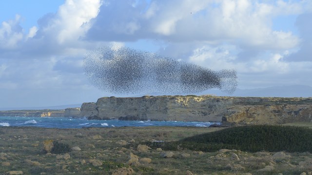 Dänemark Schwarze Sonne Stare Vogelflug