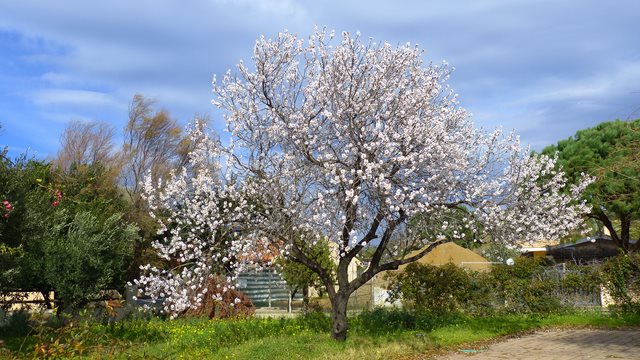 Mandelblüte Südsardinien