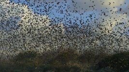 Schwarze Sonne Stare Vogelflug